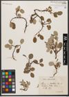 Foto von Salix reticulata L.
